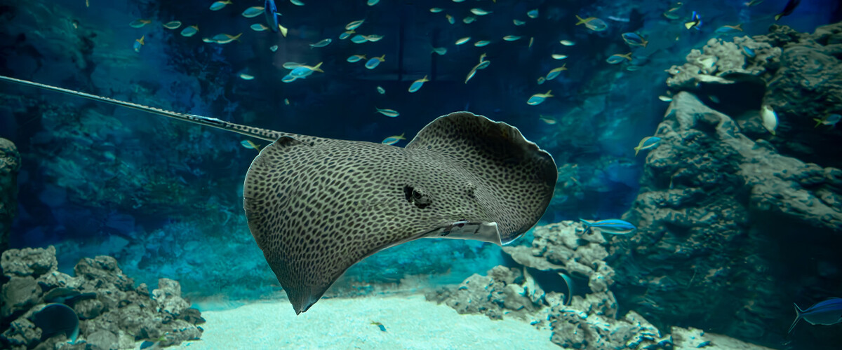 L'Aquarium de Lyon fait peau neuve et dévoile son extension.