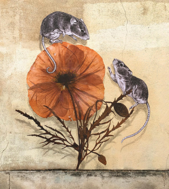 Steeven Salvat, l'artiste Mentonnais qui s'inspire des graveurs naturalistes du XVIIIe siècle
