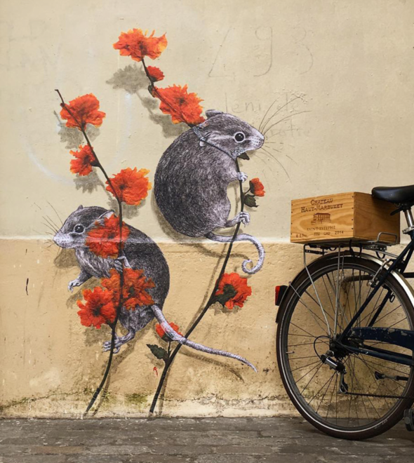 Steeven Salvat, l'artiste Mentonnais qui s'inspire des graveurs naturalistes du XVIIIe siècle