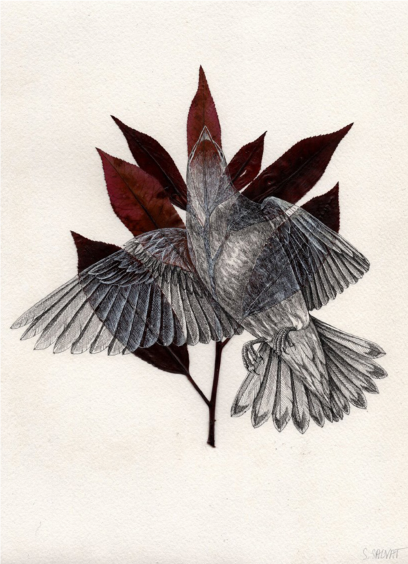 Steeven Salvat, l'artiste Mentonnais qui s'inspire des graveurs naturalistes du XVIIIe siècle
