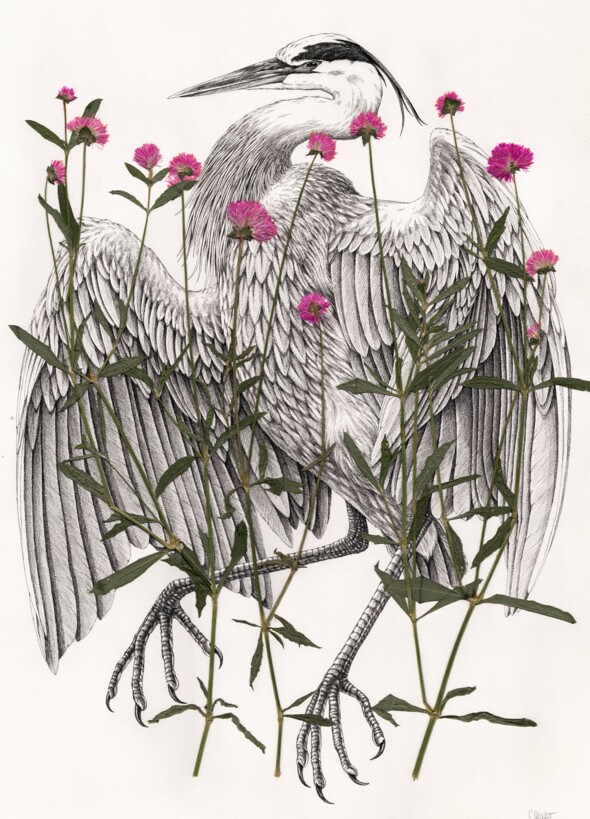 Steeven Salvat, l'artiste Mentonnais qui s'inspire des graveurs naturalistes du XVIIIe siècle