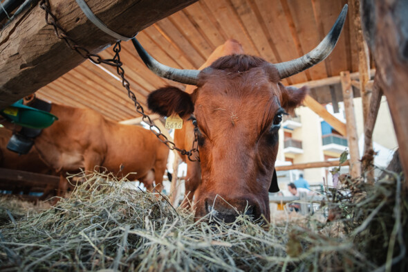 Salon de l'Agriculture de Montagne : deux jours pour célébrer les traditions alpines à Bourg Saint Maurice