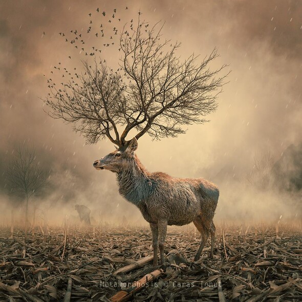 caras ionut