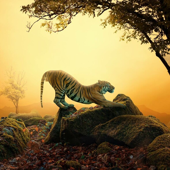 caras ionut