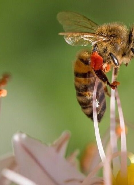 Le Monde Fascinant des Abeilles