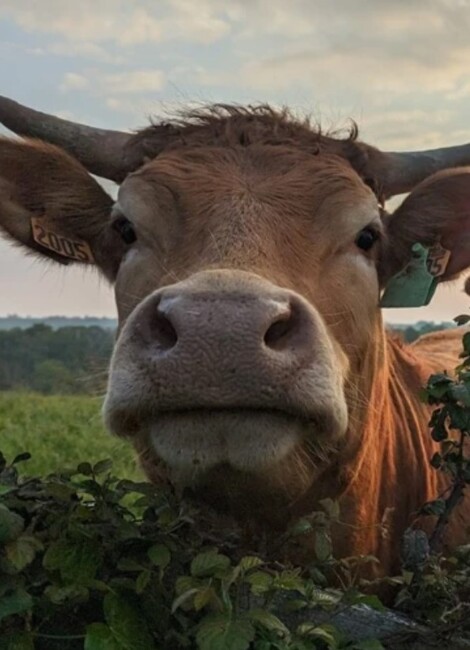 Merveille - De Catherine Monin