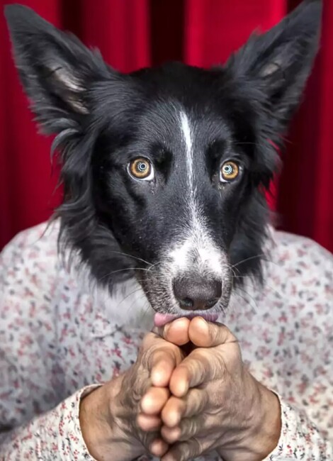 Ouiiiii - Compagnie des Plumés