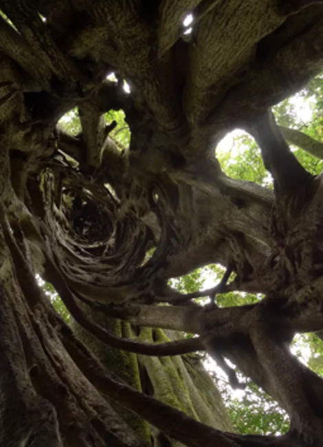 Wi – La peau des arbres