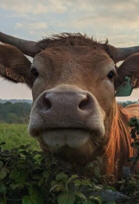 Merveille - De Catherine Monin