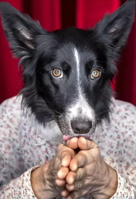 Ouiiiii - Compagnie des Plumés