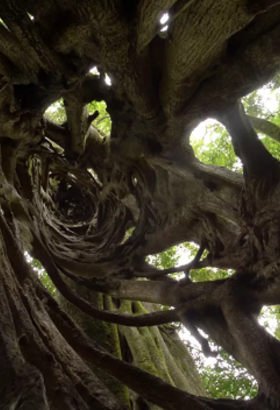 Wi – La peau des arbres