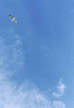 Au nom du ciel - Yuval Rozman