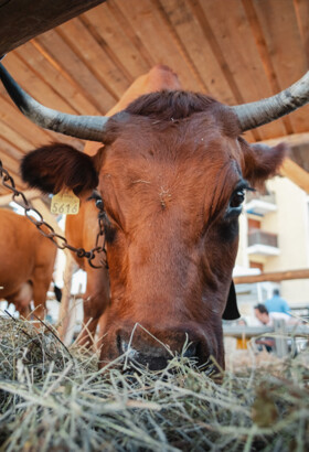 13ème Salon de l’ Agriculture de Montagne