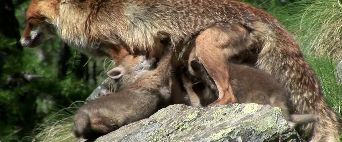 ZORRA ET LE CLAN DES RENARDS