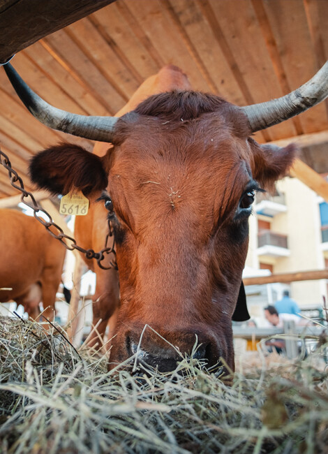 13ème Salon de l’ Agriculture de Montagne